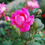 Rosa Pink Double Knockout